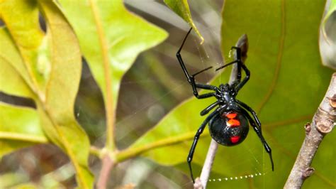 Colorado is warning residents about black widow spiders — here's why